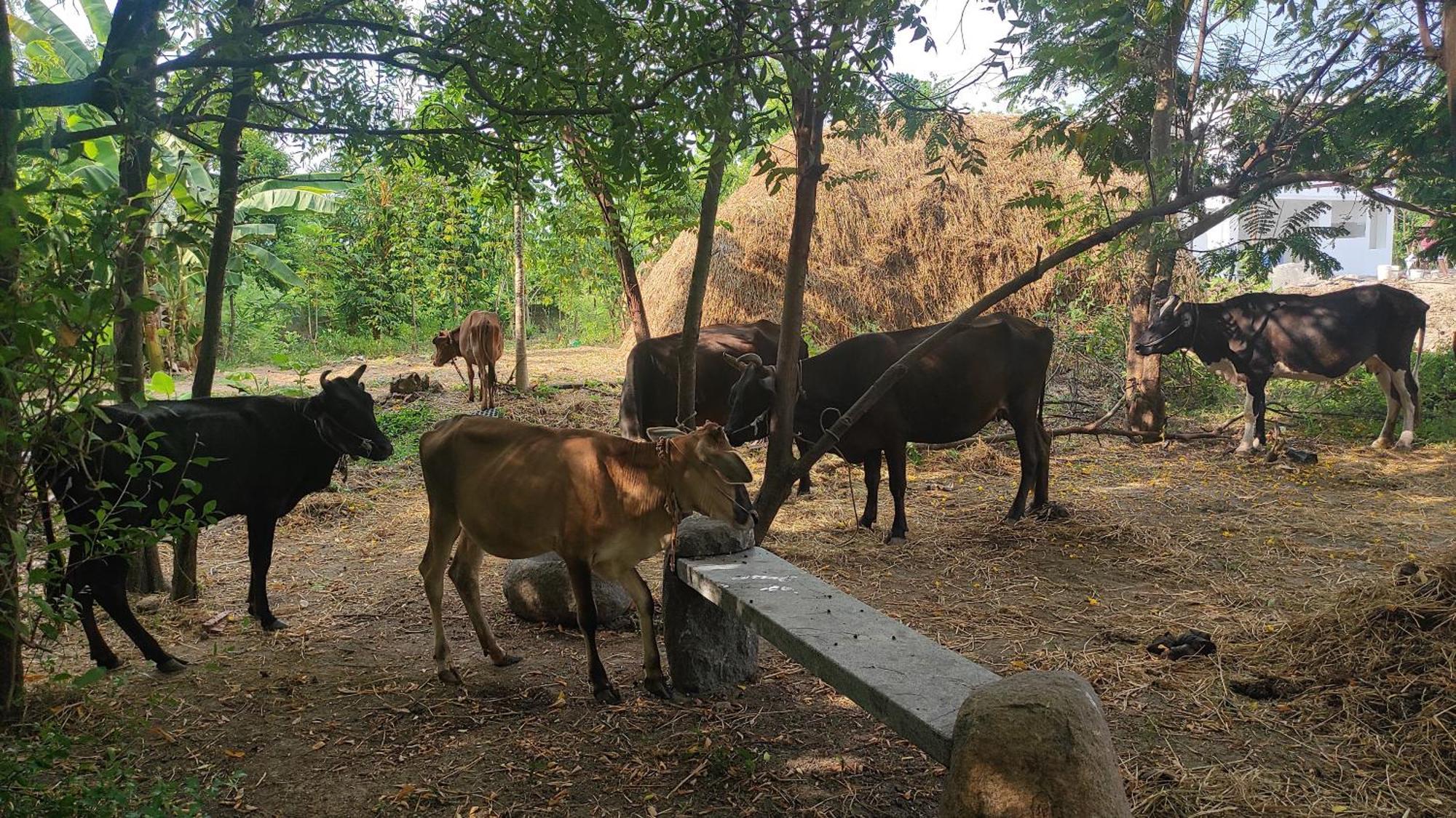Vaksana Farm Stay Gudraippattu Εξωτερικό φωτογραφία